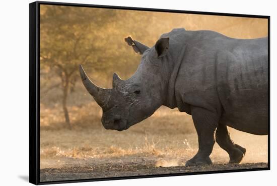 A white rhinoceros (Ceratotherium simum) walking in a cloud of dust at sunset, Botswana, Africa-Sergio Pitamitz-Framed Stretched Canvas