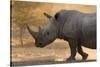 A white rhinoceros (Ceratotherium simum) walking in a cloud of dust at sunset, Botswana, Africa-Sergio Pitamitz-Stretched Canvas