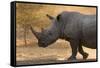 A white rhinoceros (Ceratotherium simum) walking in a cloud of dust at sunset, Botswana, Africa-Sergio Pitamitz-Framed Stretched Canvas