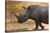 A white rhinoceros (Ceratotherium simum) walking in a cloud of dust at sunset, Botswana, Africa-Sergio Pitamitz-Stretched Canvas