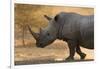 A white rhinoceros (Ceratotherium simum) walking in a cloud of dust at sunset, Botswana, Africa-Sergio Pitamitz-Framed Photographic Print