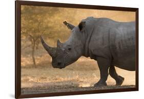 A white rhinoceros (Ceratotherium simum) walking in a cloud of dust at sunset, Botswana, Africa-Sergio Pitamitz-Framed Photographic Print