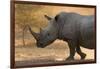 A white rhinoceros (Ceratotherium simum) walking in a cloud of dust at sunset, Botswana, Africa-Sergio Pitamitz-Framed Photographic Print