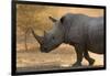 A white rhinoceros (Ceratotherium simum) walking in a cloud of dust at sunset, Botswana, Africa-Sergio Pitamitz-Framed Photographic Print