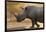 A white rhinoceros (Ceratotherium simum) walking in a cloud of dust at sunset, Botswana, Africa-Sergio Pitamitz-Framed Photographic Print