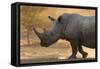 A white rhinoceros (Ceratotherium simum) walking in a cloud of dust at sunset, Botswana, Africa-Sergio Pitamitz-Framed Stretched Canvas