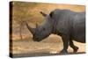 A white rhinoceros (Ceratotherium simum) walking in a cloud of dust at sunset, Botswana, Africa-Sergio Pitamitz-Stretched Canvas