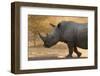 A white rhinoceros (Ceratotherium simum) walking in a cloud of dust at sunset, Botswana, Africa-Sergio Pitamitz-Framed Photographic Print