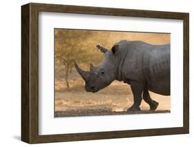 A white rhinoceros (Ceratotherium simum) walking in a cloud of dust at sunset, Botswana, Africa-Sergio Pitamitz-Framed Photographic Print