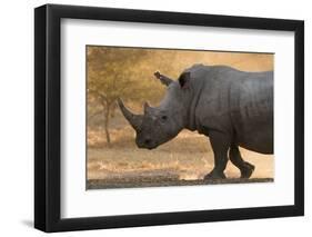 A white rhinoceros (Ceratotherium simum) walking in a cloud of dust at sunset, Botswana, Africa-Sergio Pitamitz-Framed Photographic Print