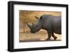 A white rhinoceros (Ceratotherium simum) walking in a cloud of dust at sunset, Botswana, Africa-Sergio Pitamitz-Framed Photographic Print