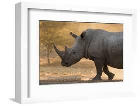 A white rhinoceros (Ceratotherium simum) walking in a cloud of dust at sunset, Botswana, Africa-Sergio Pitamitz-Framed Photographic Print