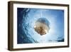 A white-spotted jellyfish drifts in a strong current in the Lesser Sunda Islands-Stocktrek Images-Framed Photographic Print