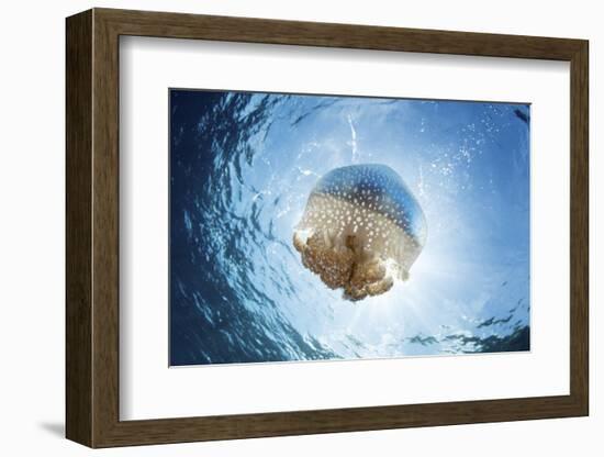 A white-spotted jellyfish drifts in a strong current in the Lesser Sunda Islands-Stocktrek Images-Framed Photographic Print
