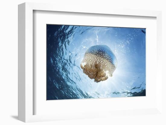 A white-spotted jellyfish drifts in a strong current in the Lesser Sunda Islands-Stocktrek Images-Framed Photographic Print