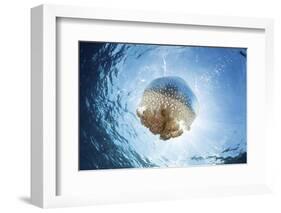 A white-spotted jellyfish drifts in a strong current in the Lesser Sunda Islands-Stocktrek Images-Framed Photographic Print