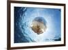 A white-spotted jellyfish drifts in a strong current in the Lesser Sunda Islands-Stocktrek Images-Framed Photographic Print