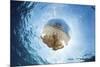 A white-spotted jellyfish drifts in a strong current in the Lesser Sunda Islands-Stocktrek Images-Mounted Photographic Print