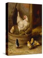 A White Sussex and a Buff Sussex with Chicks-Robert Morley-Stretched Canvas