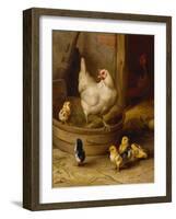 A White Sussex and a Buff Sussex with Chicks-Robert Morley-Framed Giclee Print