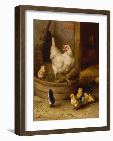 A White Sussex and a Buff Sussex with Chicks-Robert Morley-Framed Giclee Print