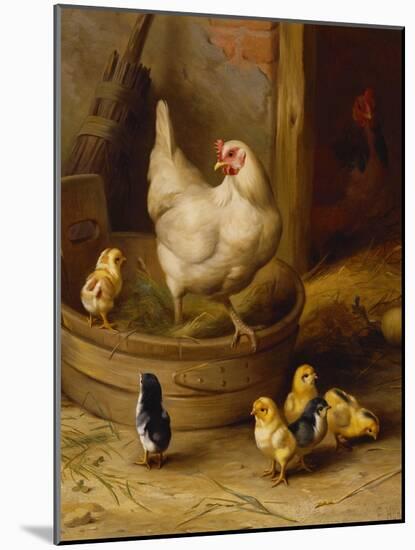 A White Sussex and a Buff Sussex with Chicks-Robert Morley-Mounted Giclee Print