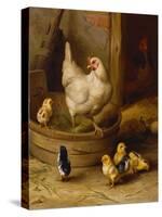 A White Sussex and a Buff Sussex with Chicks-Robert Morley-Stretched Canvas