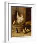 A White Sussex and a Buff Sussex with Chicks-Robert Morley-Framed Premium Giclee Print