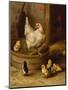 A White Sussex and a Buff Sussex with Chicks-Robert Morley-Mounted Premium Giclee Print