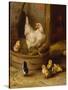 A White Sussex and a Buff Sussex with Chicks-Robert Morley-Stretched Canvas