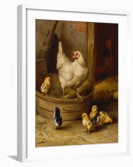 A White Sussex and a Buff Sussex with Chicks-Robert Morley-Framed Giclee Print