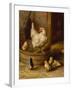 A White Sussex and a Buff Sussex with Chicks-Robert Morley-Framed Giclee Print