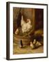 A White Sussex and a Buff Sussex with Chicks-Robert Morley-Framed Giclee Print