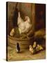 A White Sussex and a Buff Sussex with Chicks-Robert Morley-Stretched Canvas