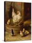 A White Sussex and a Buff Sussex with Chicks-Robert Morley-Stretched Canvas