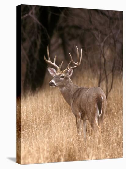 A White Tailed Deer in Choke Canyon State Park, Texas, USA-John Alves-Stretched Canvas