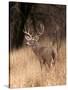 A White Tailed Deer in Choke Canyon State Park, Texas, USA-John Alves-Stretched Canvas