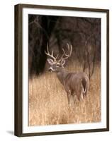 A White Tailed Deer in Choke Canyon State Park, Texas, USA-John Alves-Framed Premium Photographic Print