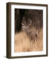 A White Tailed Deer in Choke Canyon State Park, Texas, USA-John Alves-Framed Photographic Print