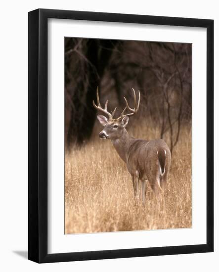 A White Tailed Deer in Choke Canyon State Park, Texas, USA-John Alves-Framed Photographic Print