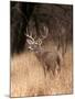 A White Tailed Deer in Choke Canyon State Park, Texas, USA-John Alves-Mounted Photographic Print