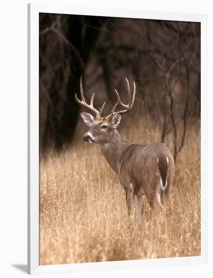 A White Tailed Deer in Choke Canyon State Park, Texas, USA-John Alves-Framed Photographic Print