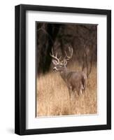 A White Tailed Deer in Choke Canyon State Park, Texas, USA-John Alves-Framed Photographic Print