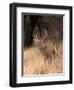 A White Tailed Deer in Choke Canyon State Park, Texas, USA-John Alves-Framed Photographic Print