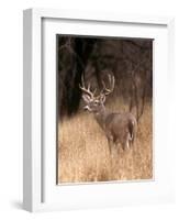 A White Tailed Deer in Choke Canyon State Park, Texas, USA-John Alves-Framed Photographic Print