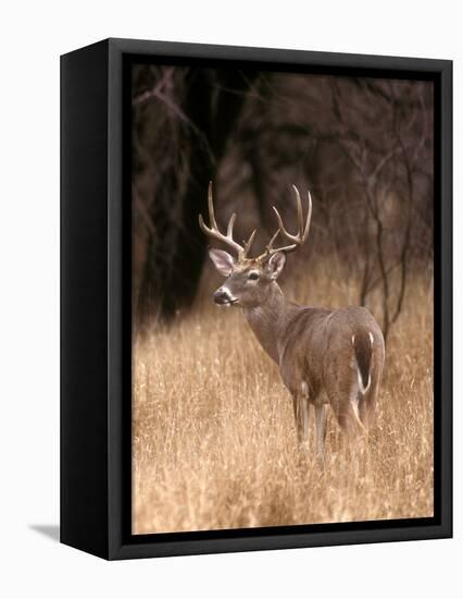 A White Tailed Deer in Choke Canyon State Park, Texas, USA-John Alves-Framed Stretched Canvas