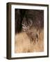 A White Tailed Deer Stays Alert to Predators in Choke Canyon State Park in Texas-John Alves-Framed Photographic Print