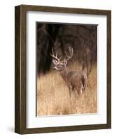 A White Tailed Deer Stays Alert to Predators in Choke Canyon State Park in Texas-John Alves-Framed Photographic Print