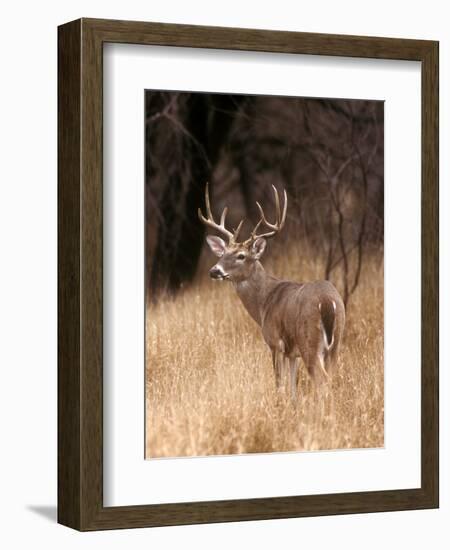 A White Tailed Deer Stays Alert to Predators in Choke Canyon State Park in Texas-John Alves-Framed Photographic Print