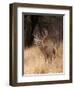 A White Tailed Deer Stays Alert to Predators in Choke Canyon State Park in Texas-John Alves-Framed Photographic Print